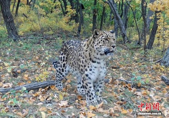 2025���ږ|���������ҹ��@�Ĕz�Ė|������(��ҕ��ý���D)