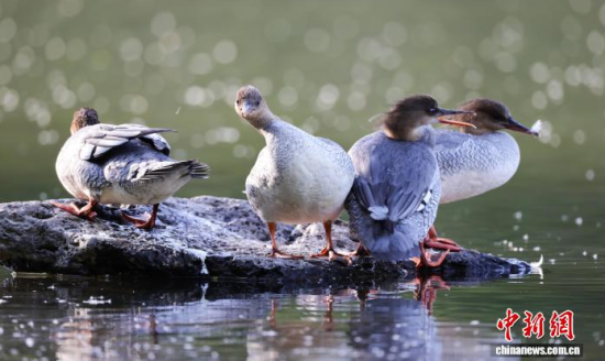 ���A��ɳ�����ԁ����w��ˮ��ʯ�^����Ϣ�����w��� �z