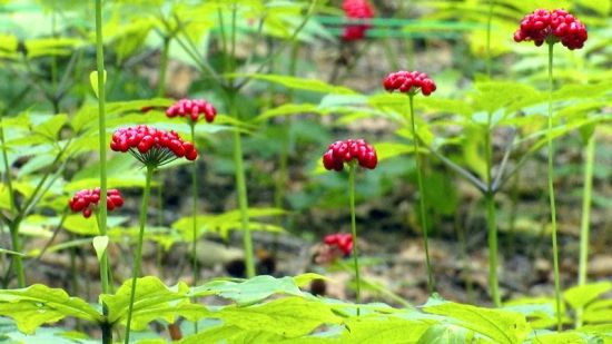 �����J�C�����D�˅������ء���Ȧ